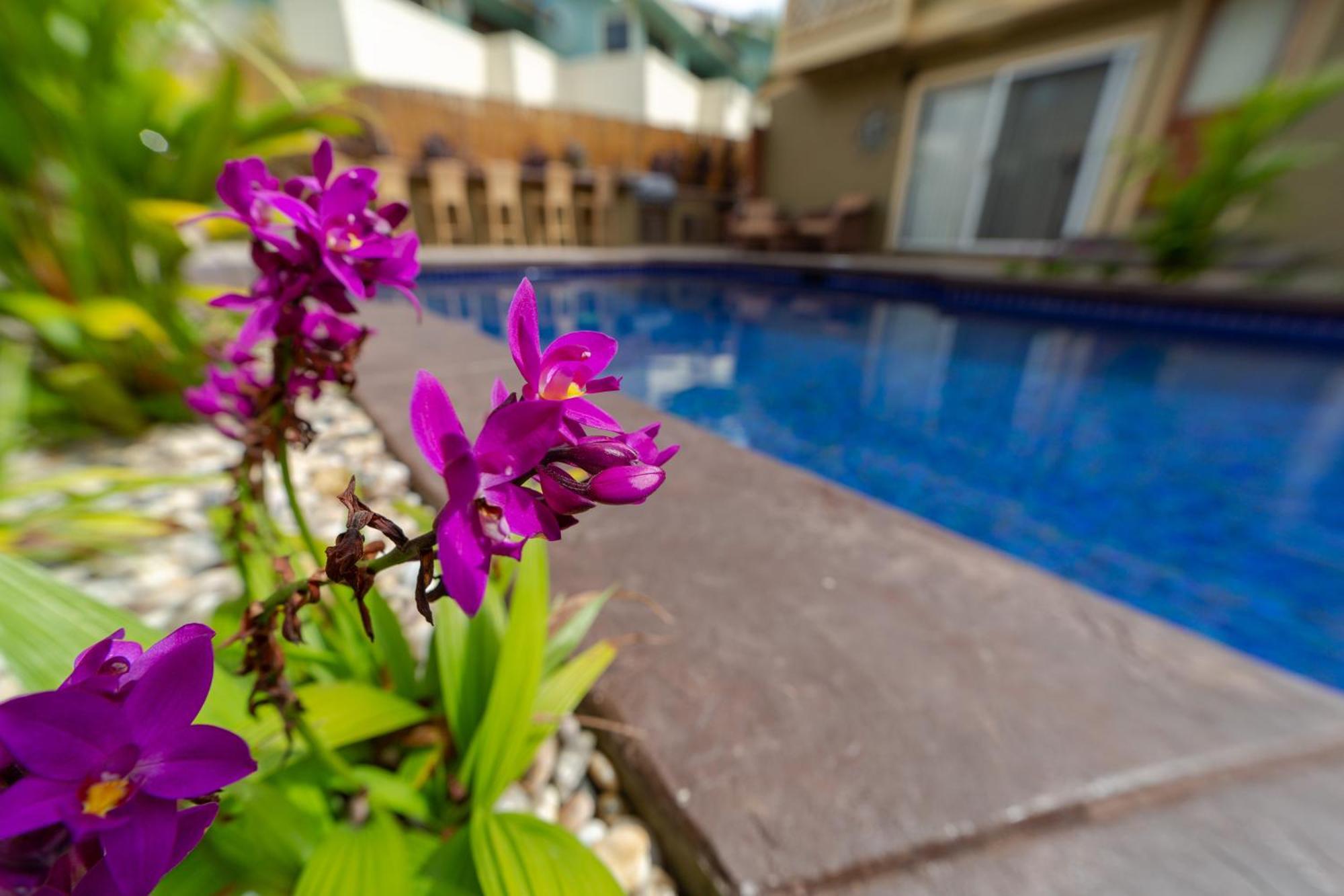 Bamboo Suite, 1 Bedroom, Sleeps 4, Pool & Bbq, Pre-Renovation Summer Sale Kihei Eksteriør bilde